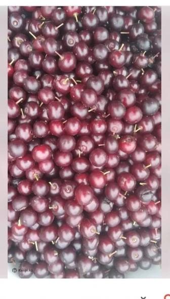 Продам красную черемуху