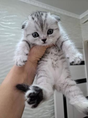 Продам вислоухую шотландку