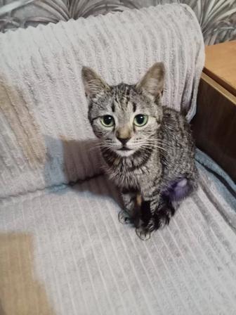 Кошки