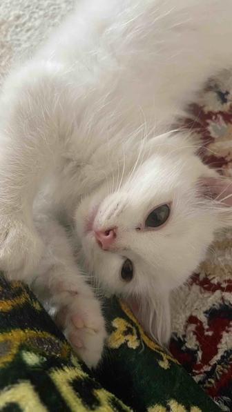 Отдам котенка в добрые руки