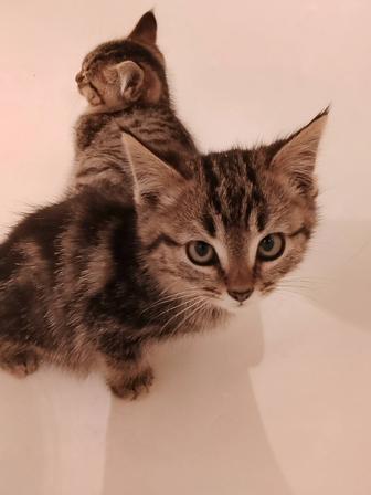 Срочно ищут дом маленькие котики