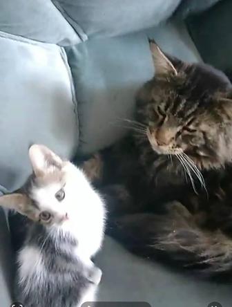 Котята от мейн-куна и домашней кошки