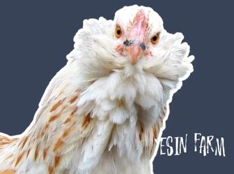 Инкубационные яйца породные куры из России под заказ, лучшие породы