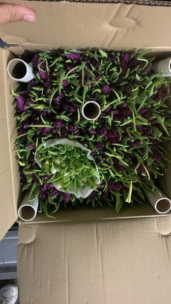 Продам цветы тюльпан оптом по 500 минимальный заказ 450штук