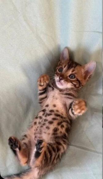 Бронь на бенгальских котят