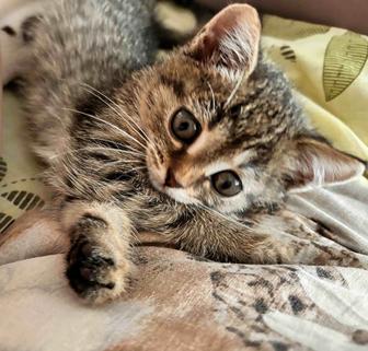 Котенок девочка