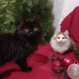 Котята, котенок, кошечка