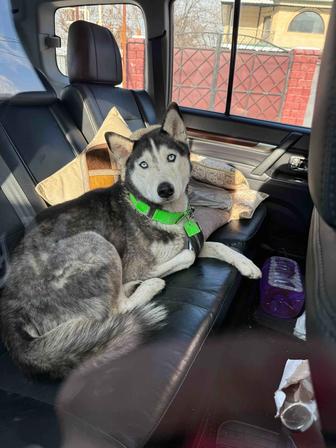 Найдена собака