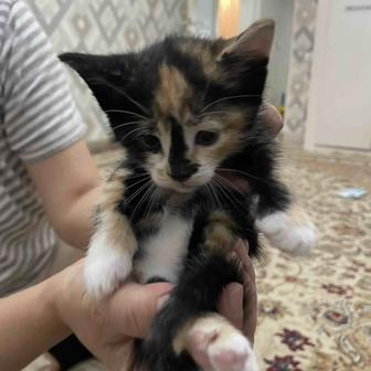 Котята домашние