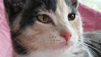 Котенок - девочке 3 месяца.