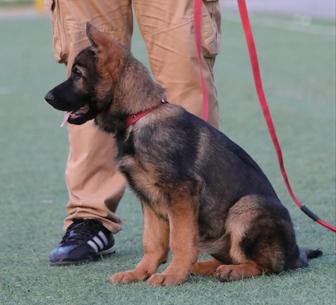 Щенки Немецкой Овчарки Рабочие линии. ГДР.