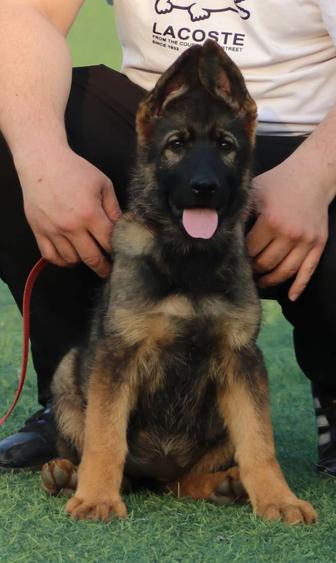 Щенки Немецкой Овчарки Рабочие линии. ГДР.