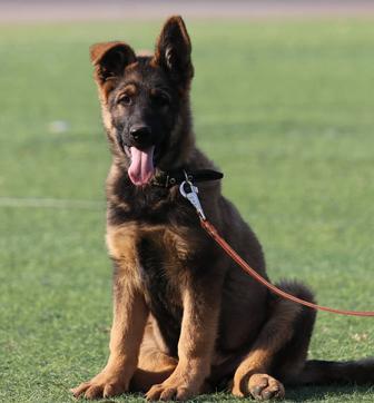 Щенки Немецкой Овчарки Рабочие линии. ГДР.