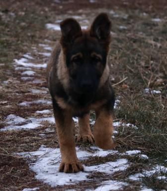 Щенки Немецкой Овчарки Рабочие линии. ГДР.