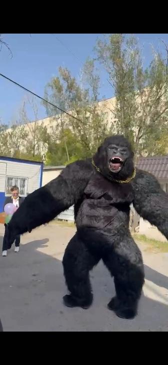 Ростовые куклы, аниматоры, костюмы в аренду, Кинг-Конг