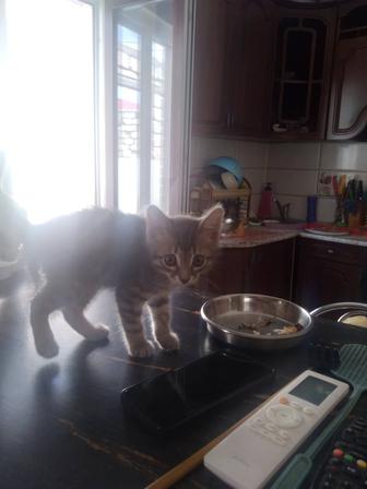 Отдам бесплатно котенка
