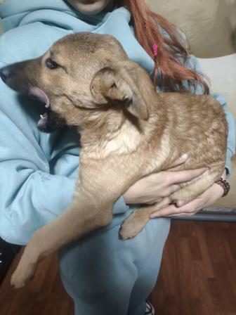 Ищем дом щенкам