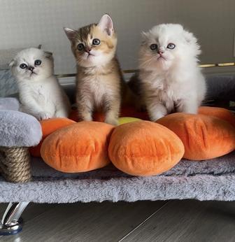 Котята шотландские
