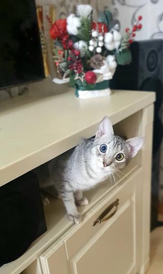 Отдам в добрые руки котика