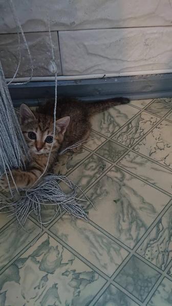 Котенок в добрые руки