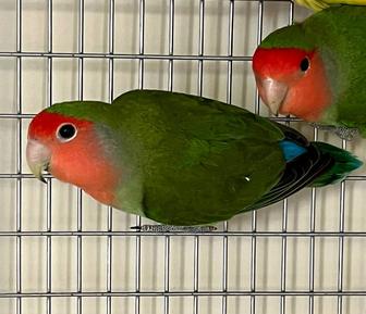 Хочу продать неразлучника