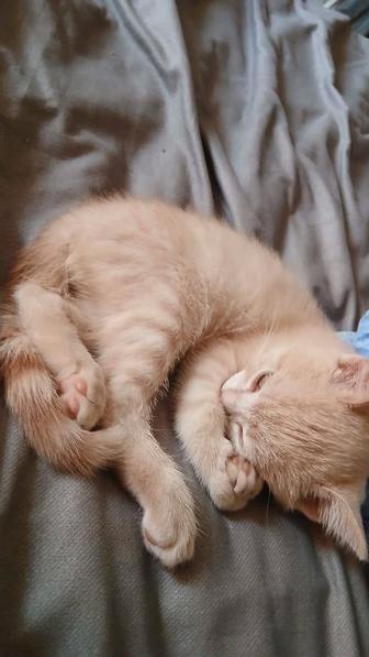 Продам Котенка