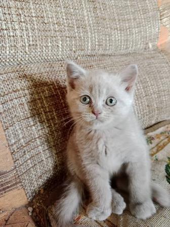 Кошки