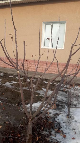 Обрезка деревьев