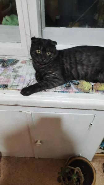 Ищем дом котику (7-8мес.)