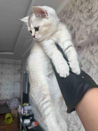 Британский шиншилла котёнок, девочка, 2 месяца, с документами