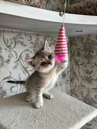 Британский котёнок, девочка, 2 месяца, с документами
