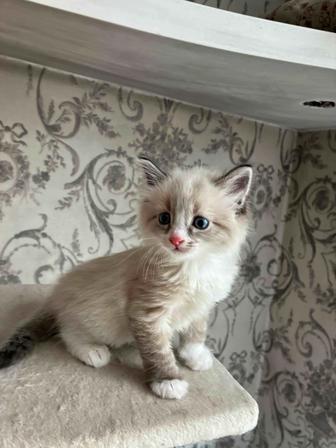 Котенок девочка 1,5 месяцев невская маскарадная