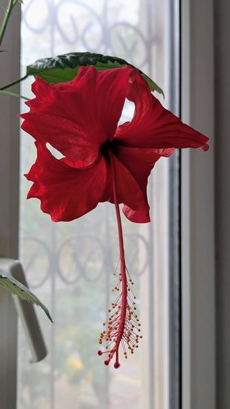 Гибискус молодое растение