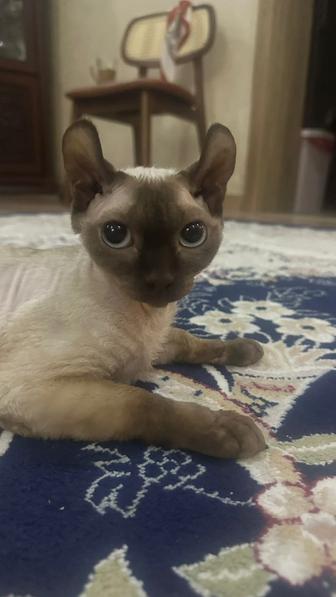 Девон Рекс, девочка 10 месяцев