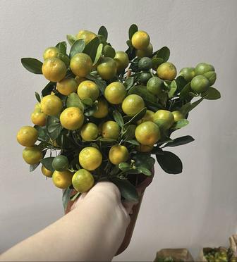 Мандариновое дерево