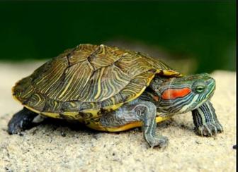 Пара красноухих черепах.