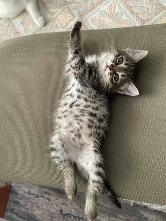 Кошечка
