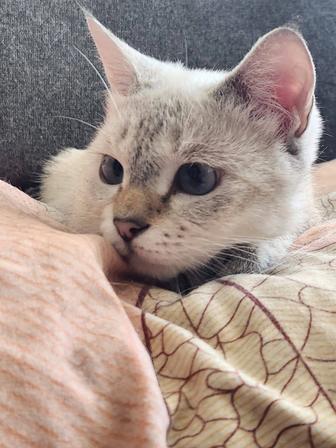 Котенок девочка стерилизованная