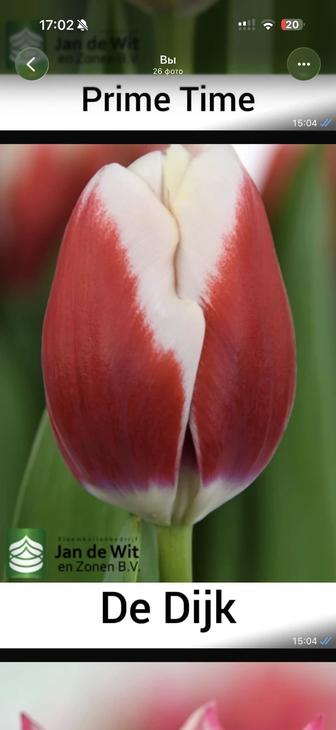 Тюльпаны к 8 марта оптом