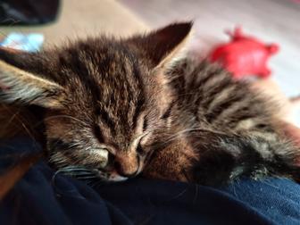 Отдам бесплатно котенка