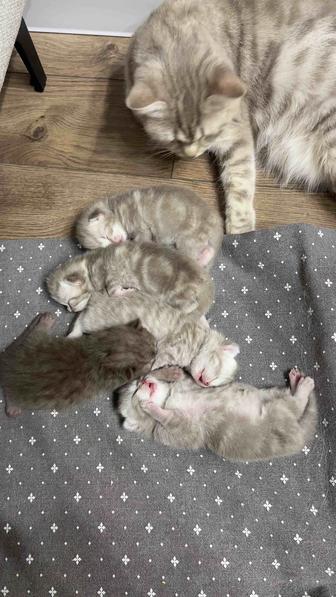 Шотландские котята скоттиш фолд и скоттиш страйт