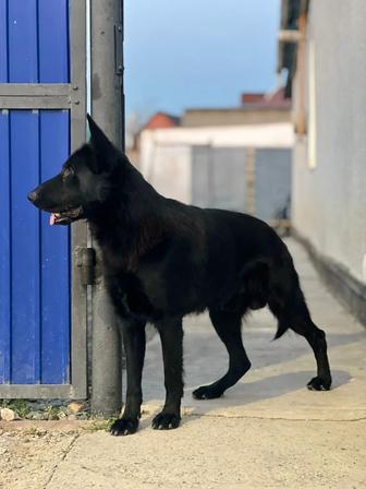 Немецкые овчарка