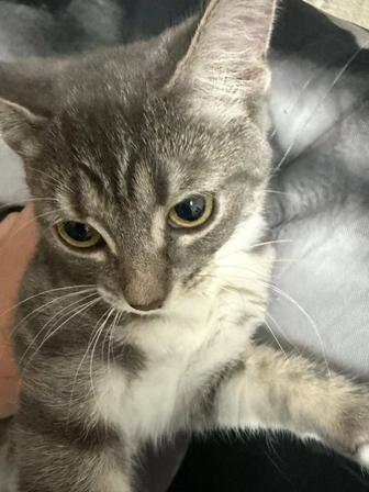 Отдам в добрые руки котенка 7 месяцев. Связи с переездом. К лотку приучена.