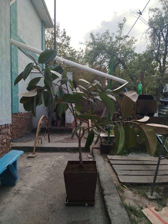 Продай Фикус Робуста