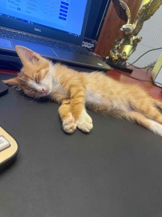 Котик в добрые руки