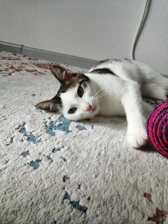 Отдам кошечку