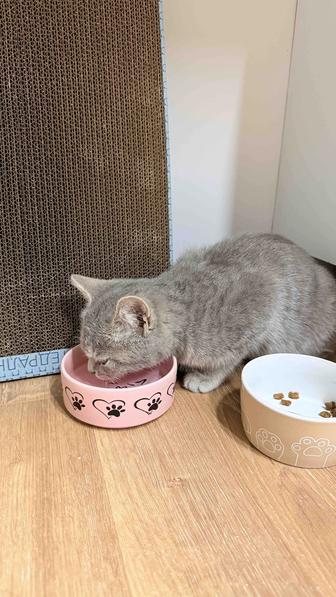 Отдам котенка