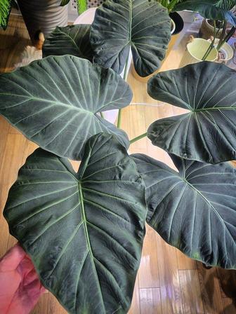 Продам алоказию Регал Шилдс