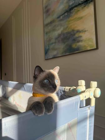 Кошка тайская бесплатно