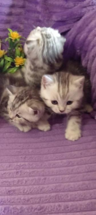 Продам двух котиков с прямыми ушками скоттиш страйт с документами.